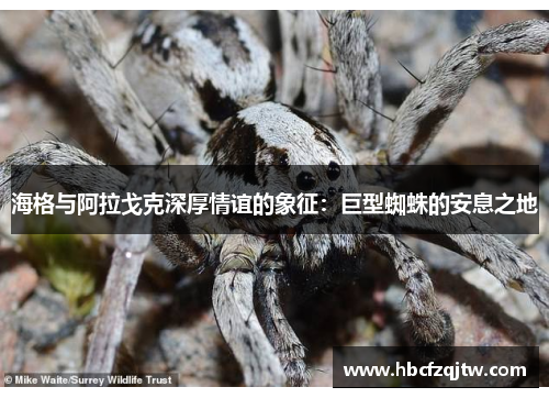海格与阿拉戈克深厚情谊的象征：巨型蜘蛛的安息之地
